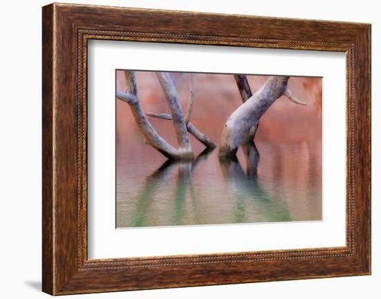 Utah, Glen Canyon Recreation Area. Dead Cottonwood Trunks in Lake-Don Paulson-Framed Photographic Print