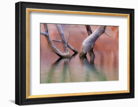 Utah, Glen Canyon Recreation Area. Dead Cottonwood Trunks in Lake-Don Paulson-Framed Photographic Print