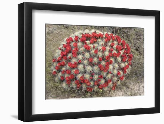 Utah. Large claretcup cactus, Echinocereus triglochidiatus, blooms profusely in May.-Brenda Tharp-Framed Photographic Print