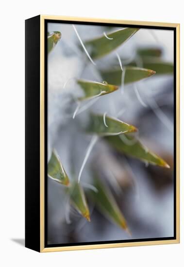 Utah, Las Sal Wilderness Area. Late Spring Snow on Yucca in the La Sal Mountains Wilderness Area-Judith Zimmerman-Framed Premier Image Canvas