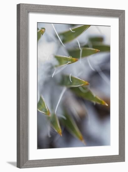 Utah, Las Sal Wilderness Area. Late Spring Snow on Yucca in the La Sal Mountains Wilderness Area-Judith Zimmerman-Framed Photographic Print