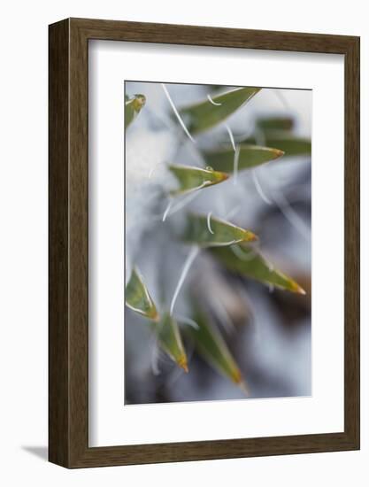 Utah, Las Sal Wilderness Area. Late Spring Snow on Yucca in the La Sal Mountains Wilderness Area-Judith Zimmerman-Framed Photographic Print