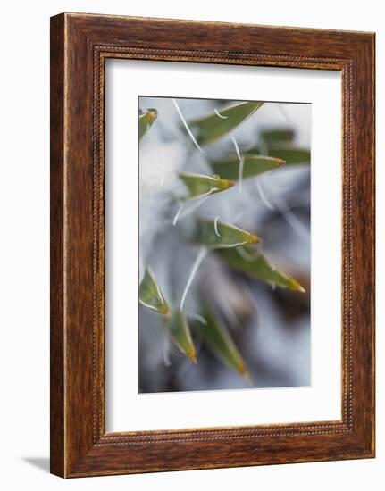 Utah, Las Sal Wilderness Area. Late Spring Snow on Yucca in the La Sal Mountains Wilderness Area-Judith Zimmerman-Framed Photographic Print