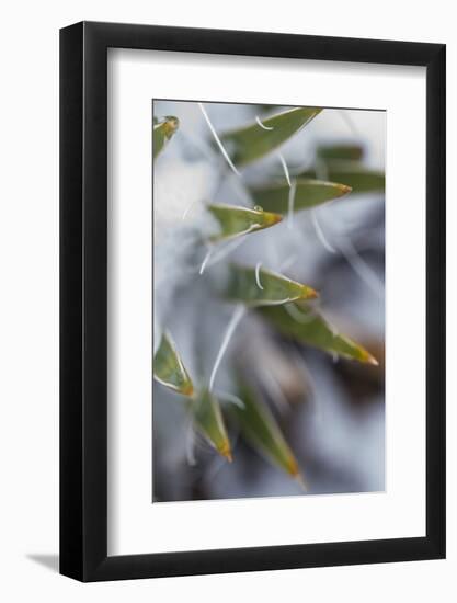 Utah, Las Sal Wilderness Area. Late Spring Snow on Yucca in the La Sal Mountains Wilderness Area-Judith Zimmerman-Framed Photographic Print