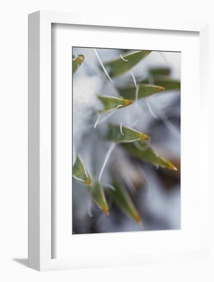 Utah, Las Sal Wilderness Area. Late Spring Snow on Yucca in the La Sal Mountains Wilderness Area-Judith Zimmerman-Framed Photographic Print
