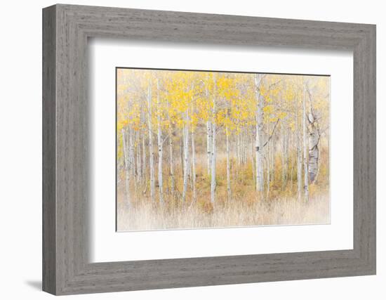 Utah, Manti-La Sal National Forest. Aspen Forest Scenic-Jaynes Gallery-Framed Premium Photographic Print