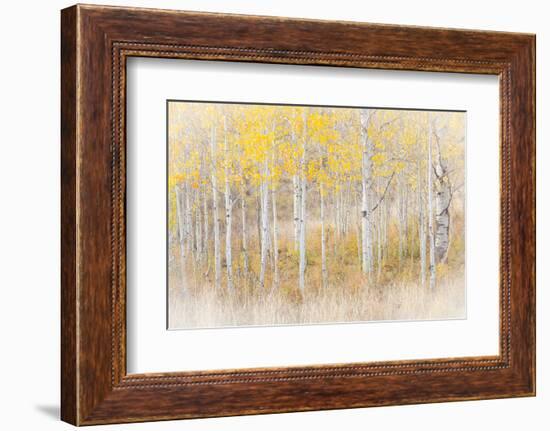 Utah, Manti-La Sal National Forest. Aspen Forest Scenic-Jaynes Gallery-Framed Premium Photographic Print