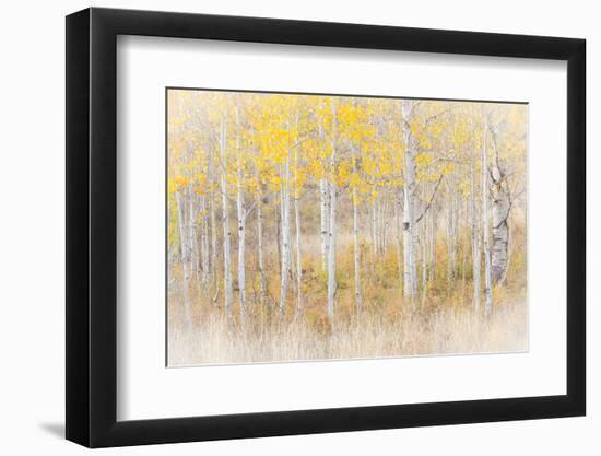 Utah, Manti-La Sal National Forest. Aspen Forest Scenic-Jaynes Gallery-Framed Premium Photographic Print