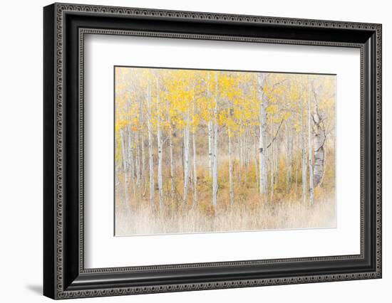 Utah, Manti-La Sal National Forest. Aspen Forest Scenic-Jaynes Gallery-Framed Premium Photographic Print