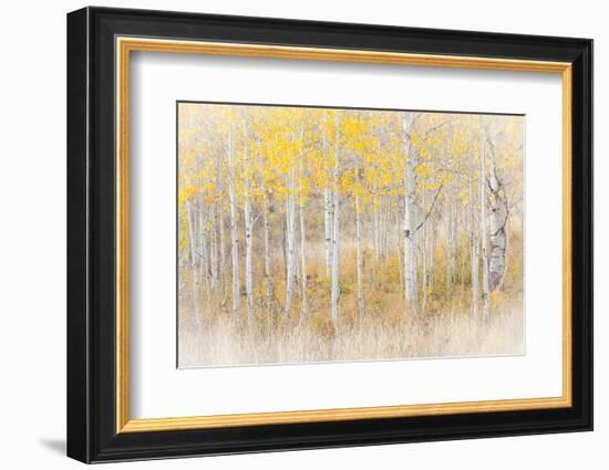 Utah, Manti-La Sal National Forest. Aspen Forest Scenic-Jaynes Gallery-Framed Premium Photographic Print