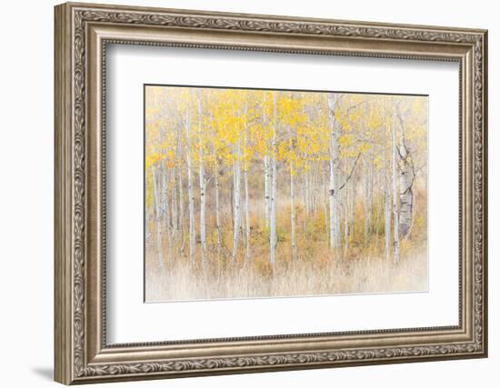 Utah, Manti-La Sal National Forest. Aspen Forest Scenic-Jaynes Gallery-Framed Photographic Print