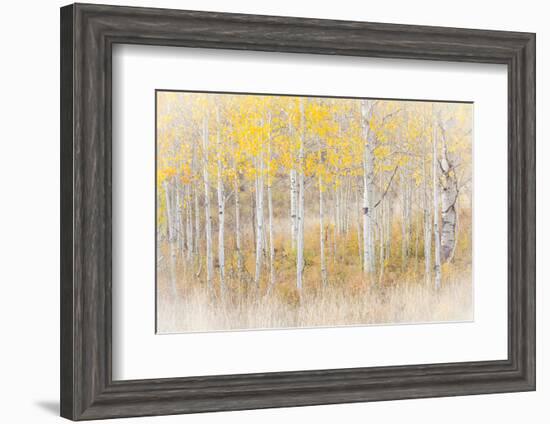 Utah, Manti-La Sal National Forest. Aspen Forest Scenic-Jaynes Gallery-Framed Photographic Print