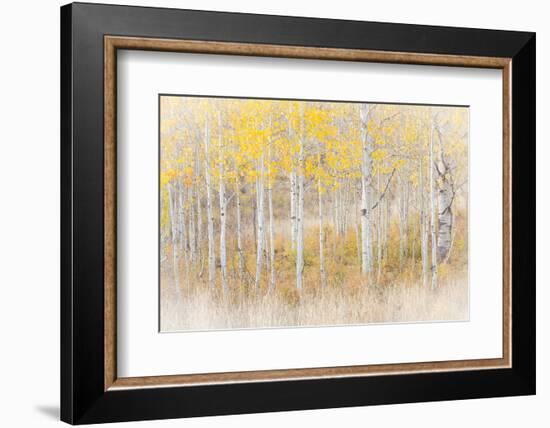 Utah, Manti-La Sal National Forest. Aspen Forest Scenic-Jaynes Gallery-Framed Photographic Print