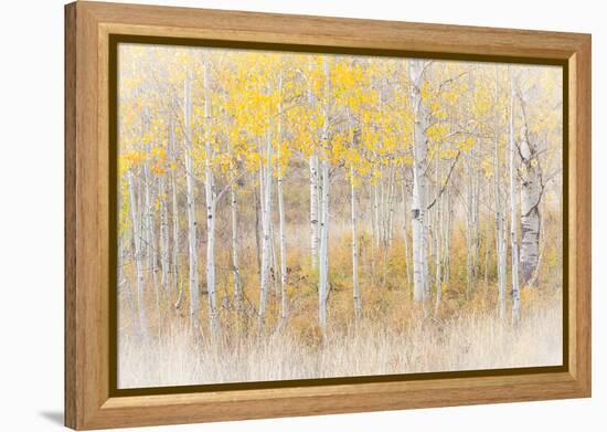 Utah, Manti-La Sal National Forest. Aspen Forest Scenic-Jaynes Gallery-Framed Premier Image Canvas