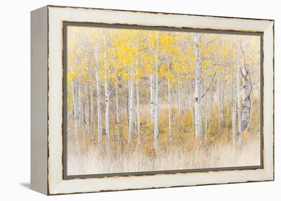 Utah, Manti-La Sal National Forest. Aspen Forest Scenic-Jaynes Gallery-Framed Premier Image Canvas