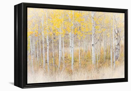 Utah, Manti-La Sal National Forest. Aspen Forest Scenic-Jaynes Gallery-Framed Premier Image Canvas
