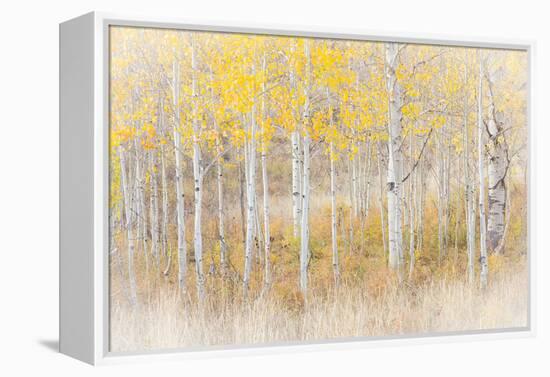 Utah, Manti-La Sal National Forest. Aspen Forest Scenic-Jaynes Gallery-Framed Premier Image Canvas