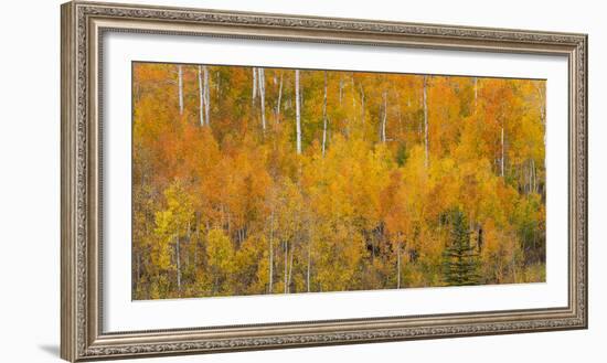 Utah, Manti-La Sal National Forest. Autumn Forest Landscape-Jaynes Gallery-Framed Photographic Print