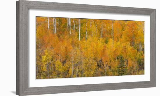 Utah, Manti-La Sal National Forest. Autumn Forest Landscape-Jaynes Gallery-Framed Photographic Print