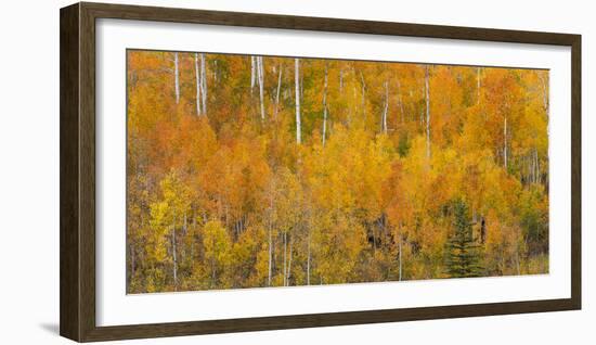 Utah, Manti-La Sal National Forest. Autumn Forest Landscape-Jaynes Gallery-Framed Photographic Print