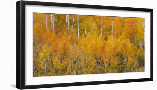 Utah, Manti-La Sal National Forest. Autumn Forest Landscape-Jaynes Gallery-Framed Photographic Print