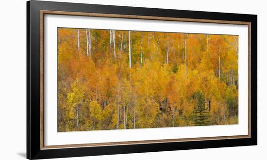 Utah, Manti-La Sal National Forest. Autumn Forest Landscape-Jaynes Gallery-Framed Photographic Print