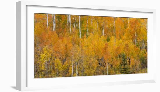 Utah, Manti-La Sal National Forest. Autumn Forest Landscape-Jaynes Gallery-Framed Photographic Print