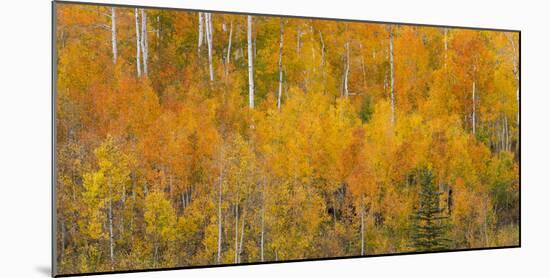 Utah, Manti-La Sal National Forest. Autumn Forest Landscape-Jaynes Gallery-Mounted Photographic Print