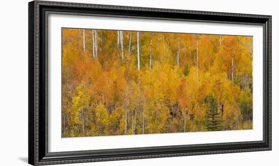 Utah, Manti-La Sal National Forest. Autumn Forest Landscape-Jaynes Gallery-Framed Photographic Print