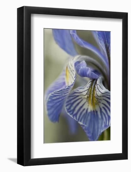 Utah, Manti-La-Sal National Forest. Detail of Wild Iris in Early Spring-Judith Zimmerman-Framed Photographic Print