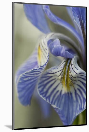 Utah, Manti-La-Sal National Forest. Detail of Wild Iris in Early Spring-Judith Zimmerman-Mounted Photographic Print