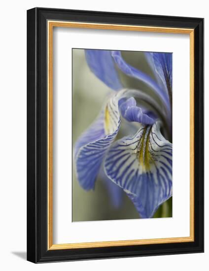 Utah, Manti-La-Sal National Forest. Detail of Wild Iris in Early Spring-Judith Zimmerman-Framed Photographic Print