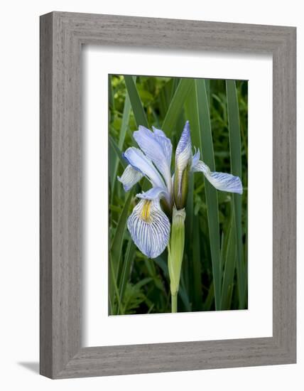 Utah, Manti-La-Sal National Forest. Wild Iris with Bud in Early Spring-Judith Zimmerman-Framed Photographic Print