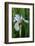 Utah, Manti-La-Sal National Forest. Wild Iris with Bud in Early Spring-Judith Zimmerman-Framed Photographic Print