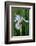 Utah, Manti-La-Sal National Forest. Wild Iris with Bud in Early Spring-Judith Zimmerman-Framed Photographic Print