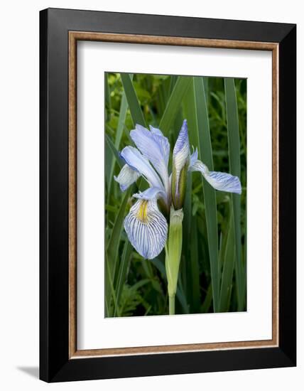 Utah, Manti-La-Sal National Forest. Wild Iris with Bud in Early Spring-Judith Zimmerman-Framed Photographic Print