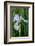 Utah, Manti-La-Sal National Forest. Wild Iris with Bud in Early Spring-Judith Zimmerman-Framed Photographic Print