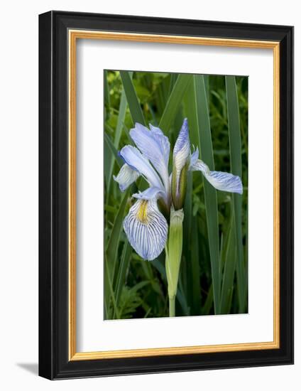 Utah, Manti-La-Sal National Forest. Wild Iris with Bud in Early Spring-Judith Zimmerman-Framed Photographic Print