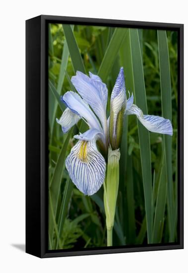 Utah, Manti-La-Sal National Forest. Wild Iris with Bud in Early Spring-Judith Zimmerman-Framed Premier Image Canvas