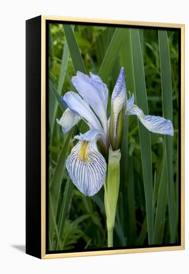 Utah, Manti-La-Sal National Forest. Wild Iris with Bud in Early Spring-Judith Zimmerman-Framed Premier Image Canvas