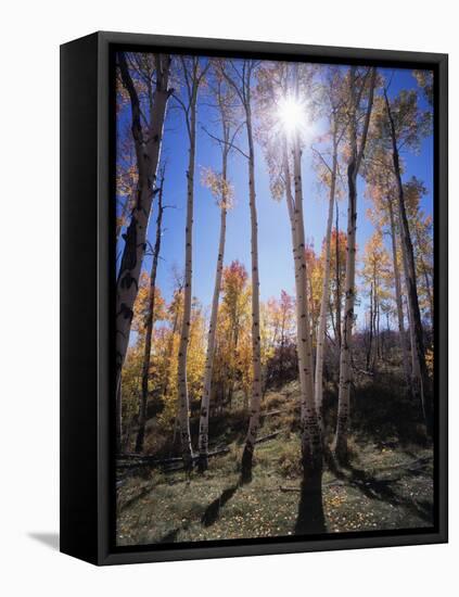 Utah, Manti La Sal Nf. Autumn Colors of Aspen Trees-Christopher Talbot Frank-Framed Premier Image Canvas
