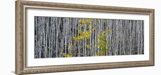 Utah, Mostly Bare Aspen Trees on Boulder Mountain-Judith Zimmerman-Framed Photographic Print