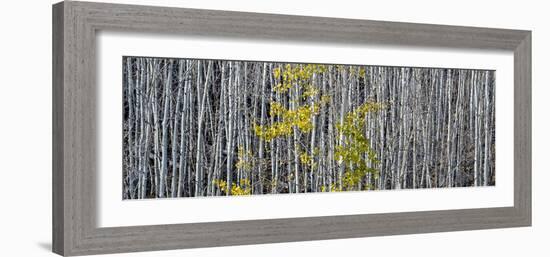 Utah, Mostly Bare Aspen Trees on Boulder Mountain-Judith Zimmerman-Framed Photographic Print