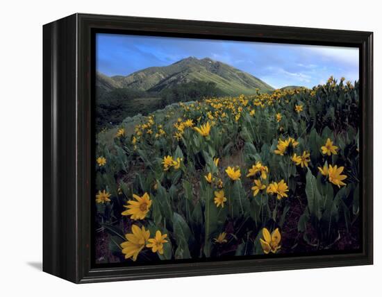 Utah. Mule's Ears in Bloom in Foothills of Oquirrh Mountains-Scott T. Smith-Framed Premier Image Canvas