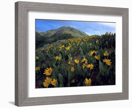 Utah. Mule's Ears in Bloom in Foothills of Oquirrh Mountains-Scott T. Smith-Framed Photographic Print