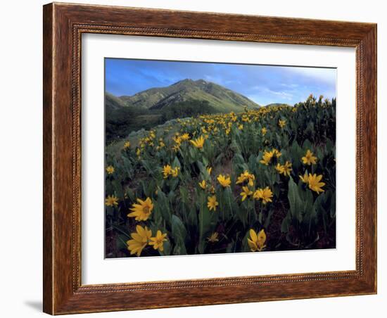 Utah. Mule's Ears in Bloom in Foothills of Oquirrh Mountains-Scott T. Smith-Framed Photographic Print