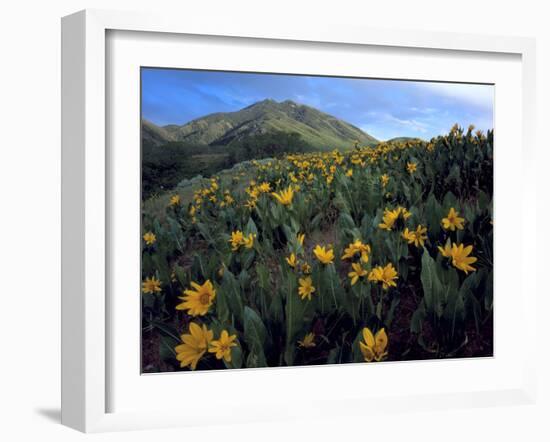 Utah. Mule's Ears in Bloom in Foothills of Oquirrh Mountains-Scott T. Smith-Framed Photographic Print