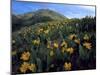 Utah. Mule's Ears in Bloom in Foothills of Oquirrh Mountains-Scott T. Smith-Mounted Photographic Print