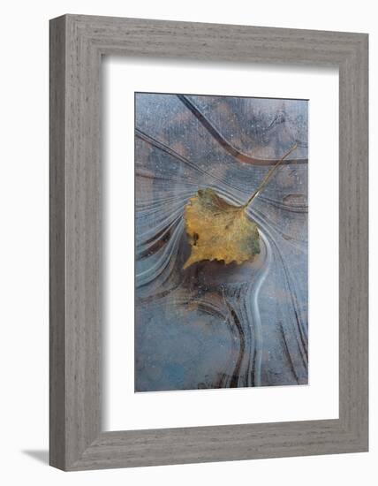 Utah, Natural Bridges National Monument. Leaf with Frozen Ice Pattern-Judith Zimmerman-Framed Photographic Print