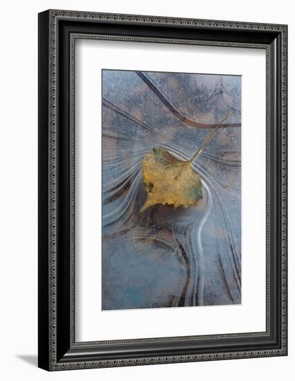 Utah, Natural Bridges National Monument. Leaf with Frozen Ice Pattern-Judith Zimmerman-Framed Photographic Print